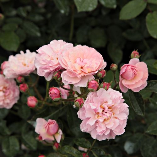 Gärtnerei - Rosa Cornelia - rosa - park und strauchrosen - diskret duftend - Rev. Joseph Hardwick Pemberton - Als kräftig wachsende Sorte, ist gut zum Busch oder  kleinen Kletterer zu züchten. Verträgt Schatten.